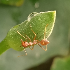 Oecophylla smaragdina