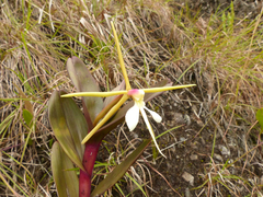 Epidendrum tridens