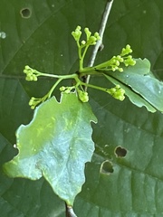 Putterlickia verrucosa