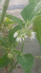 Solanum