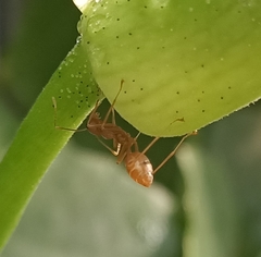 Oecophylla smaragdina