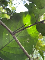 Putterlickia verrucosa