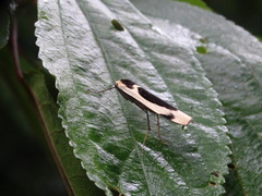 Thysanoptyx incurvata