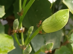 Oecophylla smaragdina