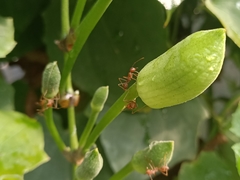 Oecophylla smaragdina