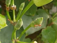 Oecophylla smaragdina