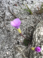 Oxalis eckloniana-nidulans