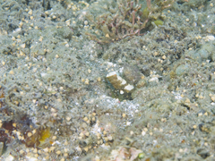 Cryptocentrus leucostictus