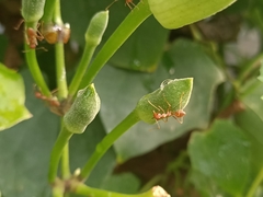 Oecophylla smaragdina