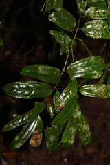 Ripogonum discolor