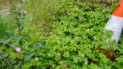Geranium robertianum