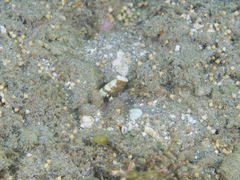 Cryptocentrus leucostictus