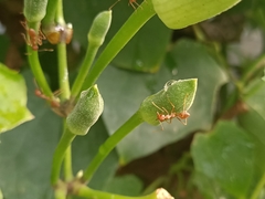 Oecophylla smaragdina