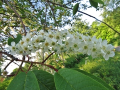 Prunus padus
