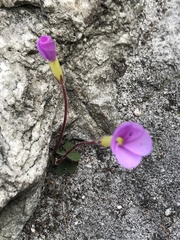 Oxalis eckloniana-nidulans