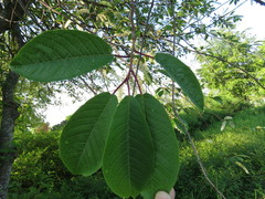 Prunus padus