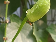 Oecophylla smaragdina