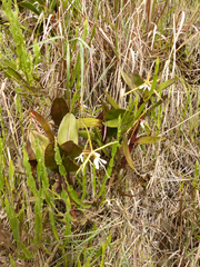 Epidendrum tridens