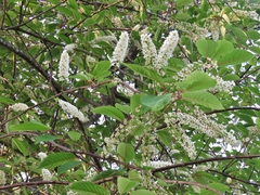 Prunus padus