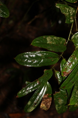 Ripogonum discolor