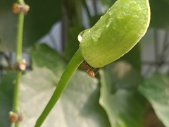 Oecophylla smaragdina