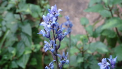 Hyacinthoides × massartiana