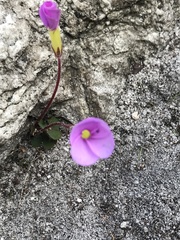 Oxalis eckloniana-nidulans
