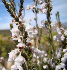 Erica selaginifolia