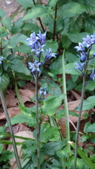 Hyacinthoides × massartiana