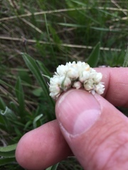 Antennaria anaphaloides