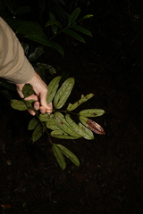 Ripogonum discolor