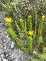 Euryops pinnatipartitus