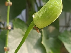Oecophylla smaragdina