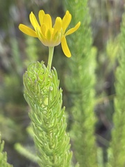 Euryops pinnatipartitus
