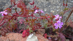 Geranium robertianum