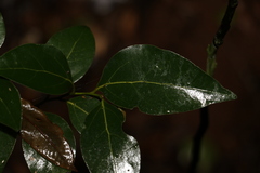 Cryptocarya foveolata