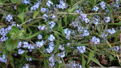 Myosotis sylvatica