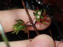 Darwinia diminuta