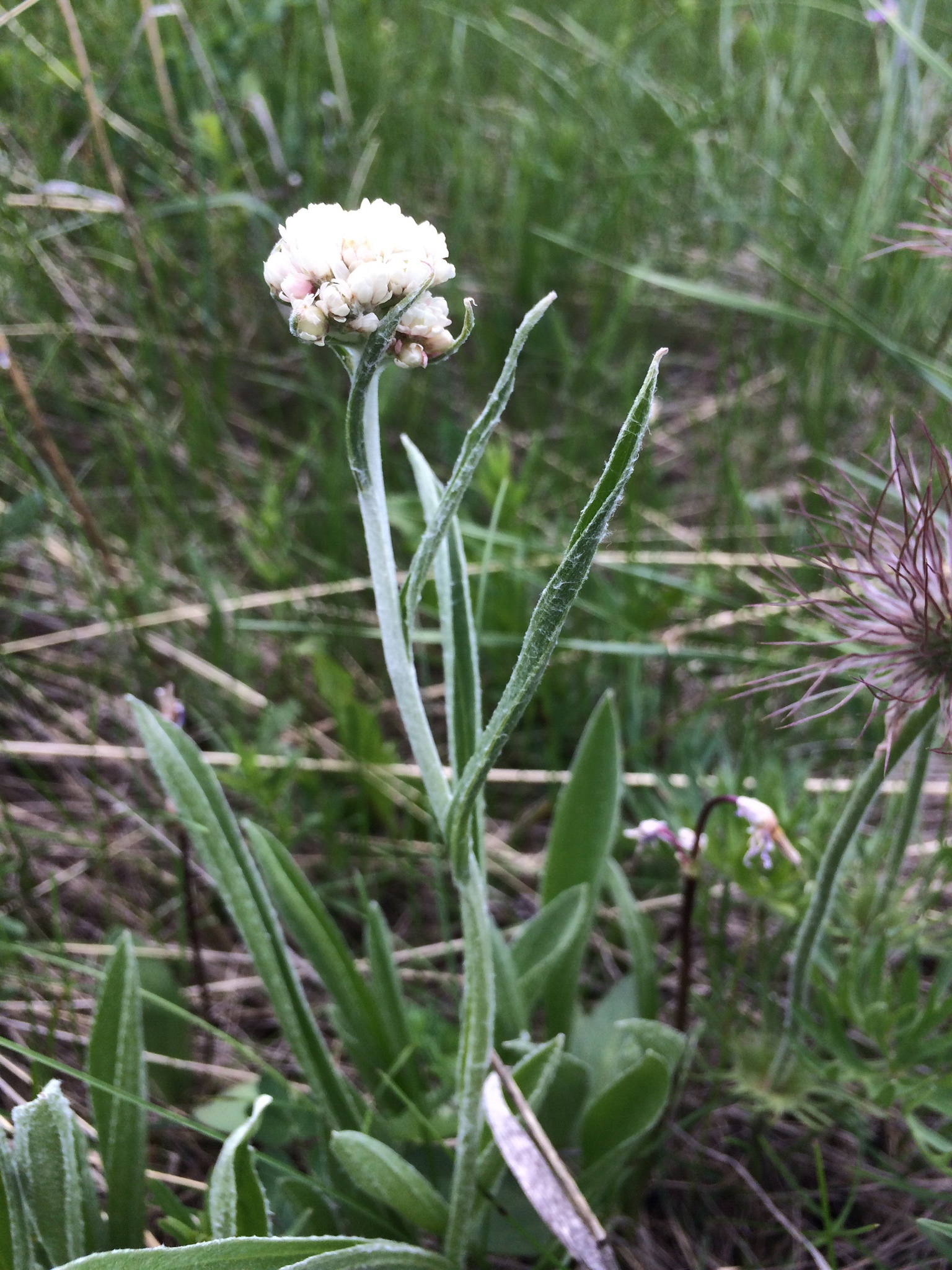 Antennaria pulcherrima ssp. pulcherrima