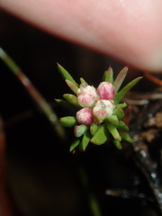 Darwinia diminuta