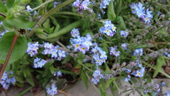 Myosotis sylvatica
