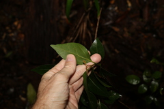 Cryptocarya foveolata