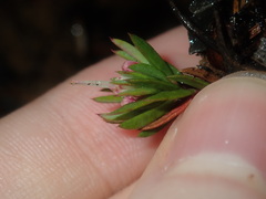 Darwinia diminuta