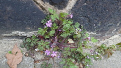 Geranium robertianum
