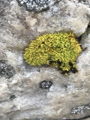 Hypodontium pomiforme