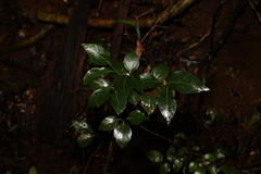 Cryptocarya foveolata