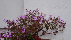 Geranium robertianum