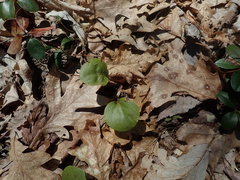 Pyrola elliptica