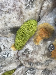 Hypodontium pomiforme