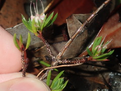 Darwinia diminuta
